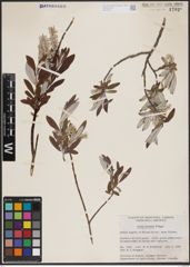 Foto von Salix candida Flüggé ex Willd.